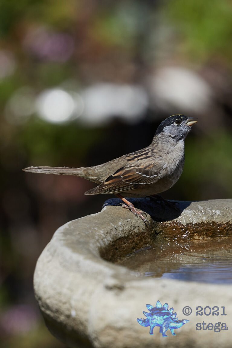 Gold-Crowned Sparrow