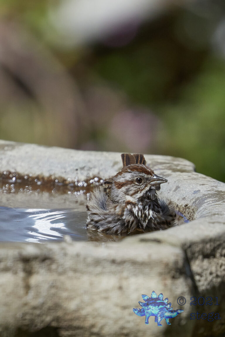 Lincoln’s Sparrow