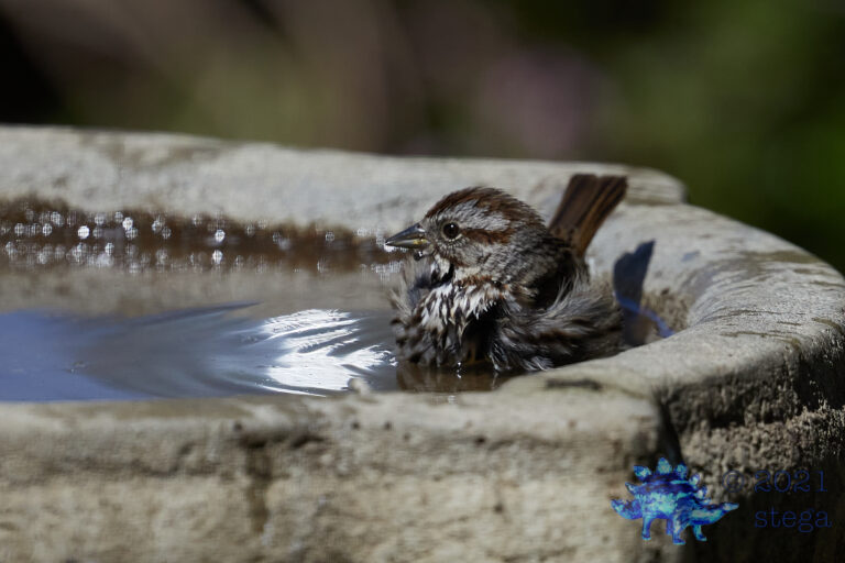 Lincoln’s Sparrow