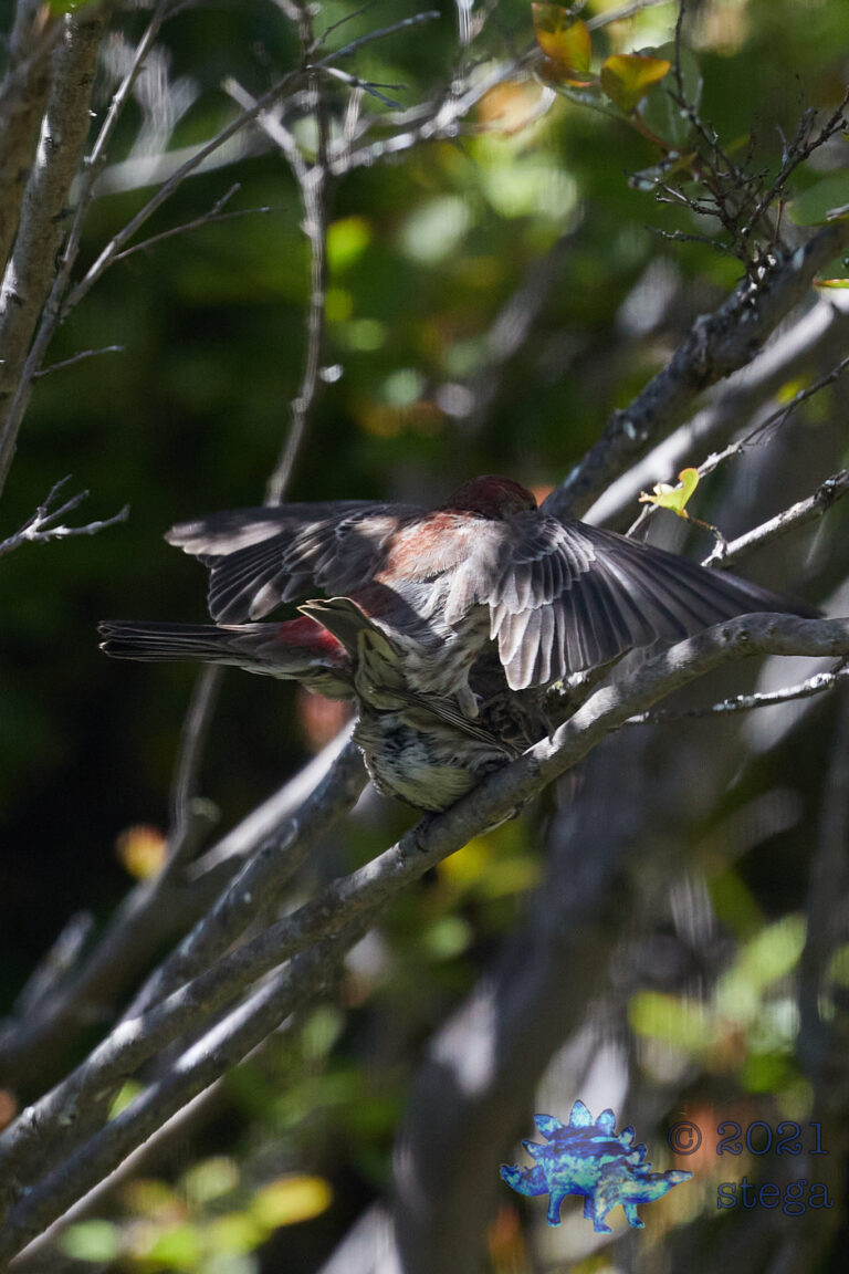 House Finch Sex