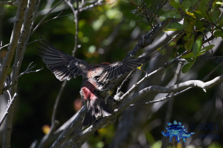 House Finches Getting it On