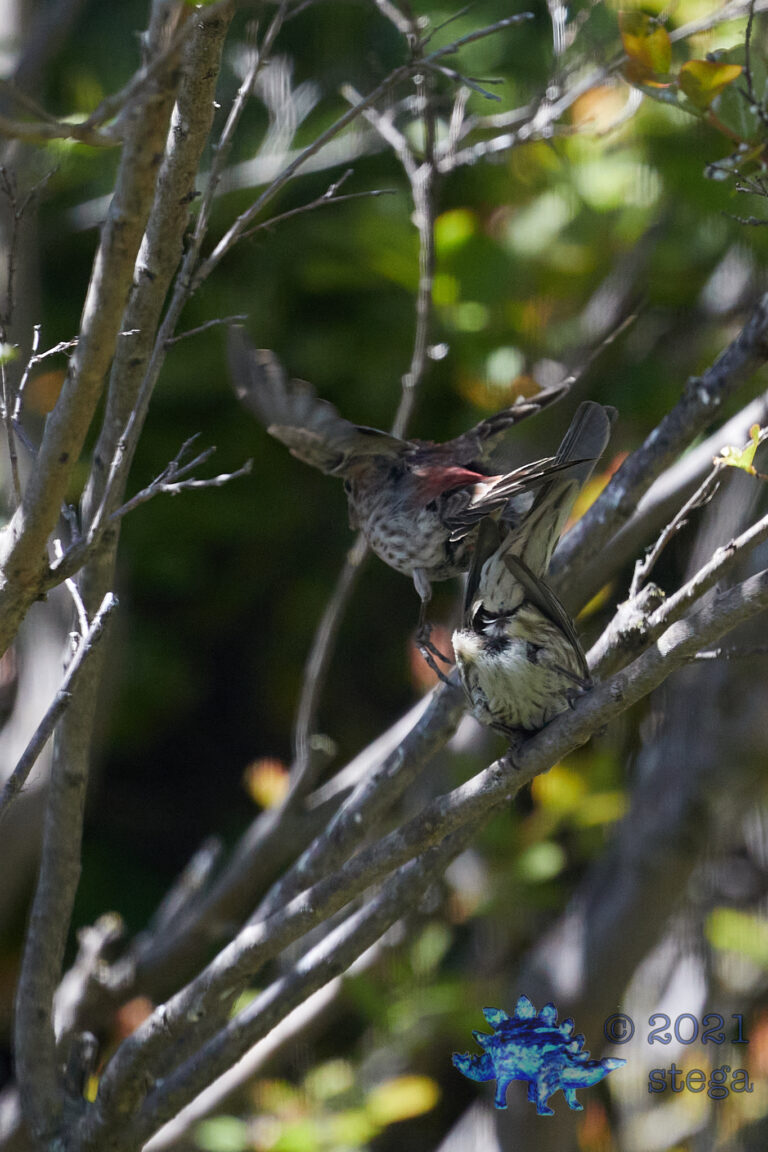 House Finches