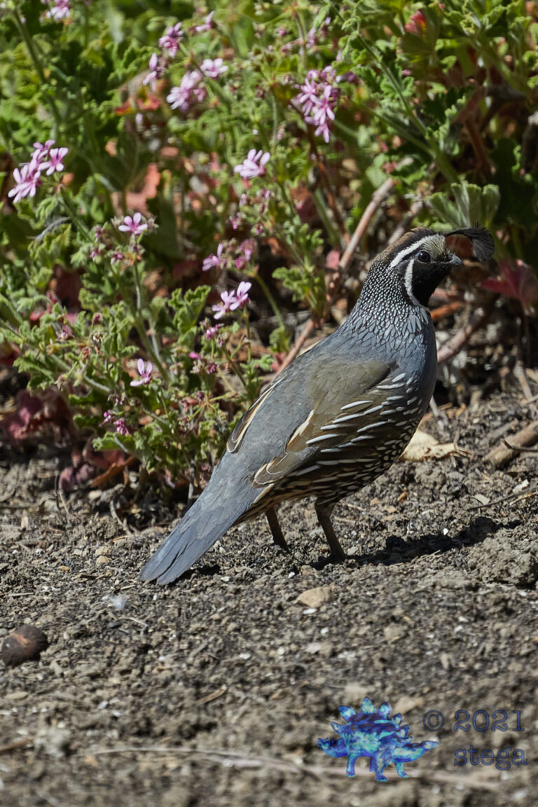 California Quail