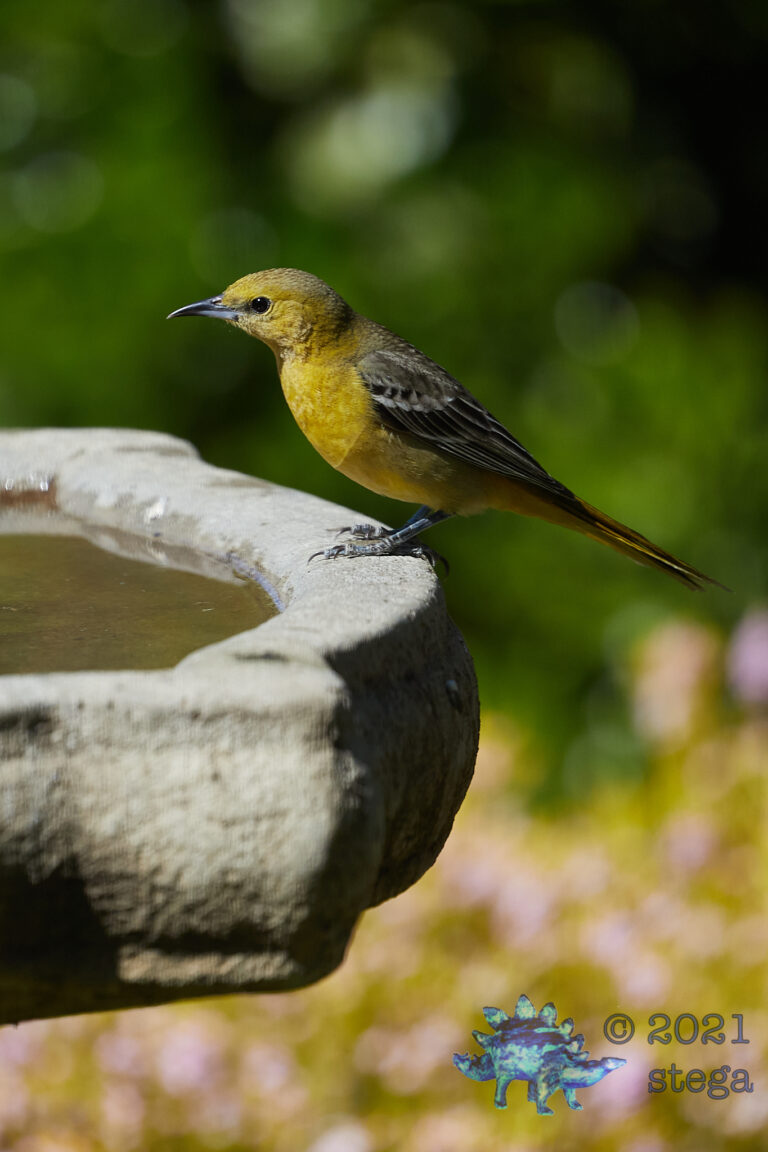Hooded Oriole