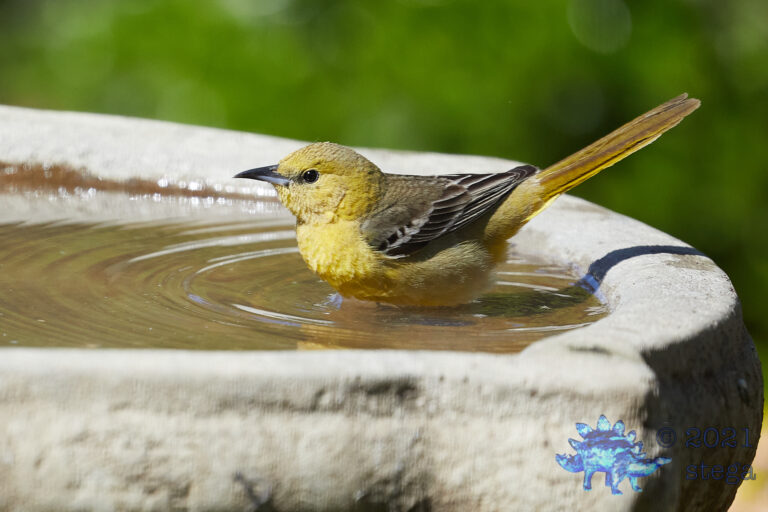 Hooded Oriole