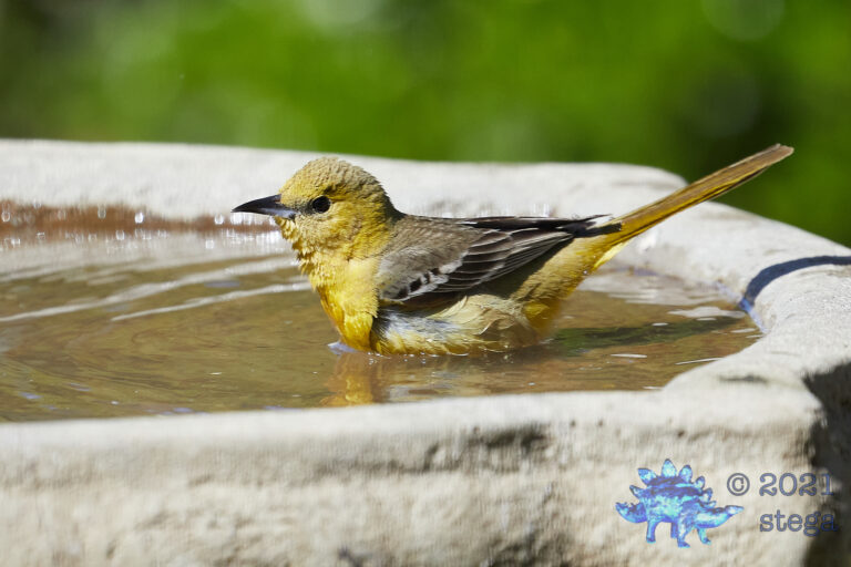 Hooded Oriole