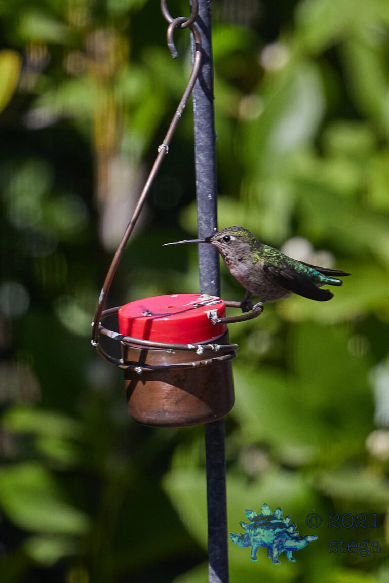 Anna’s Hummingbird