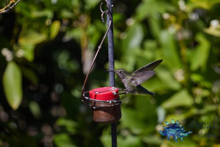 Anna’s Hummingbird