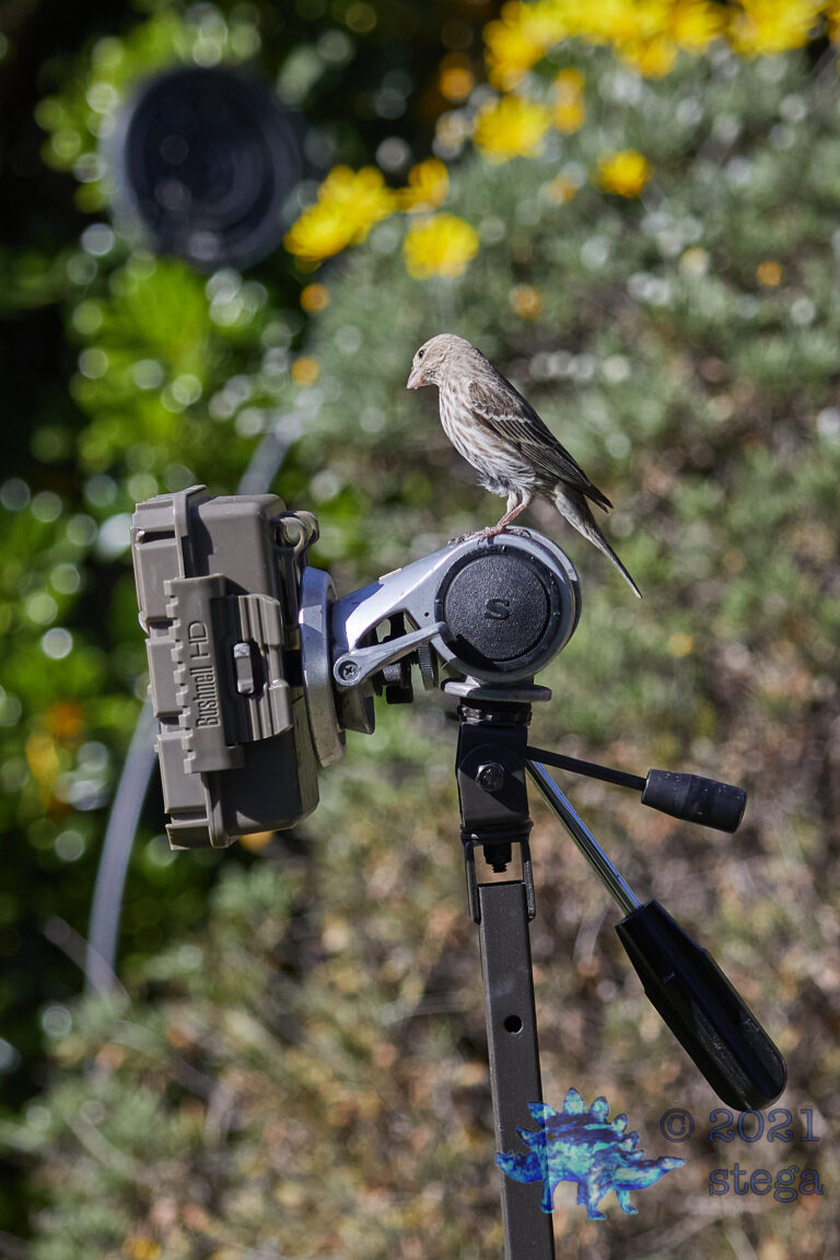 House Finch on a Trail Cam