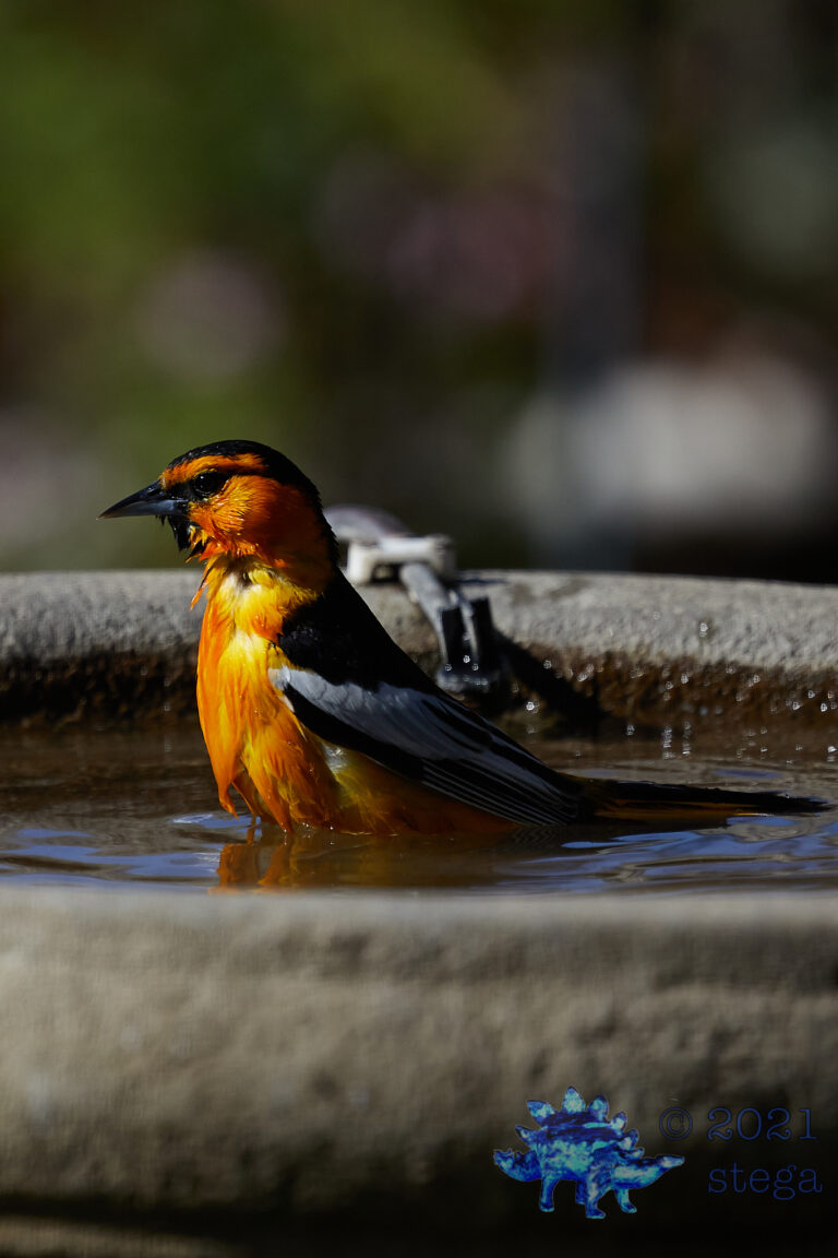 Bullock’s Oriole