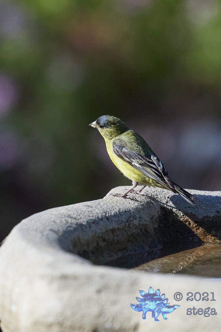 Lesser Goldfinch