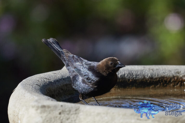 Brown-Headed Cowbird