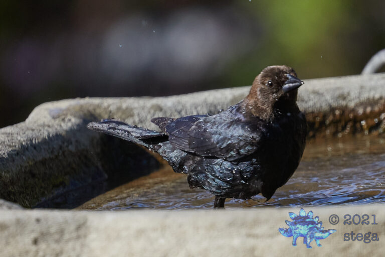 Brown-Headed Cowbird