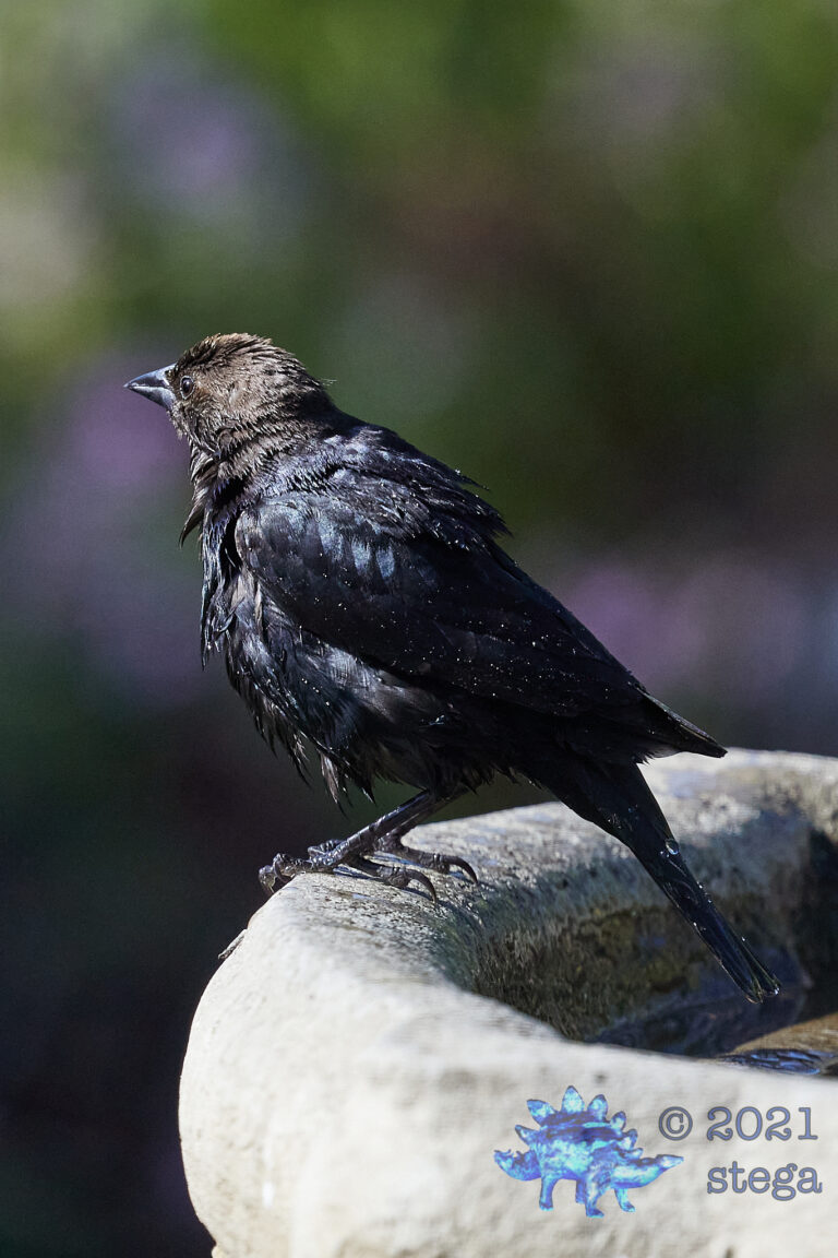 Brown-Headed Cowbird