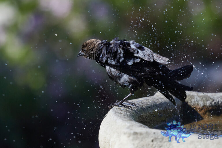 Brown-Headed Cowbird