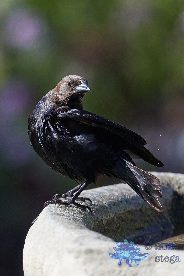 Brown-Headed Cowbird