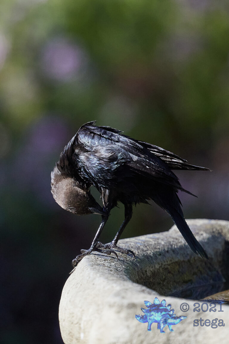 Brown-Headed Cowbird