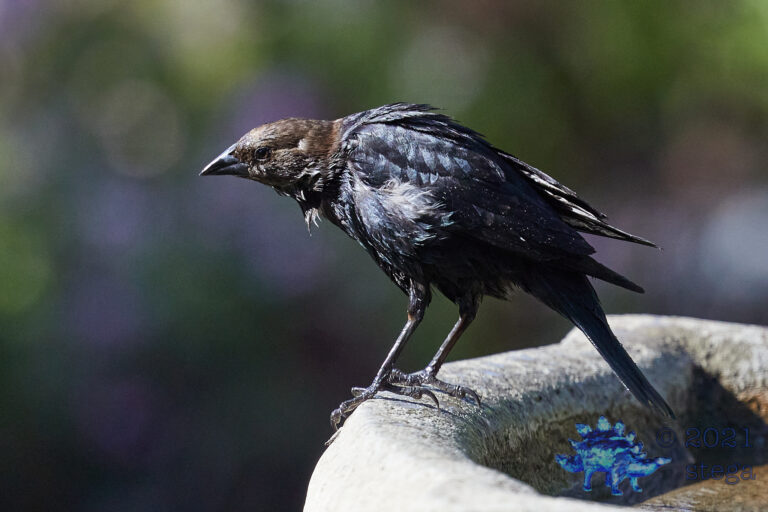 Brown-Headed Cowbird