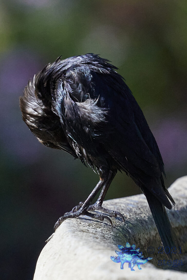 Borns-Headed Cowbird