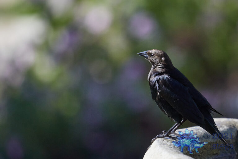 Brown-Headed Cowbird