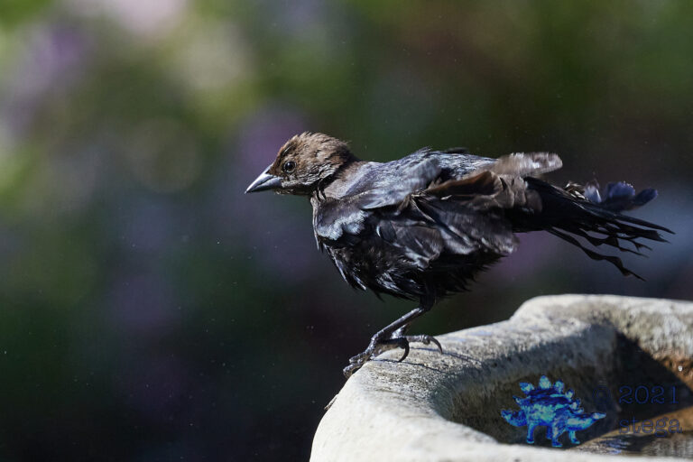 Brown-Headed Cowbird