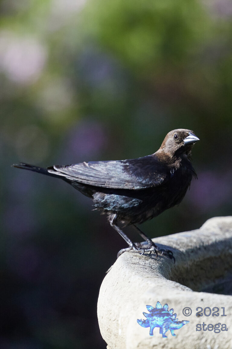 Brown-Headed Cowbird
