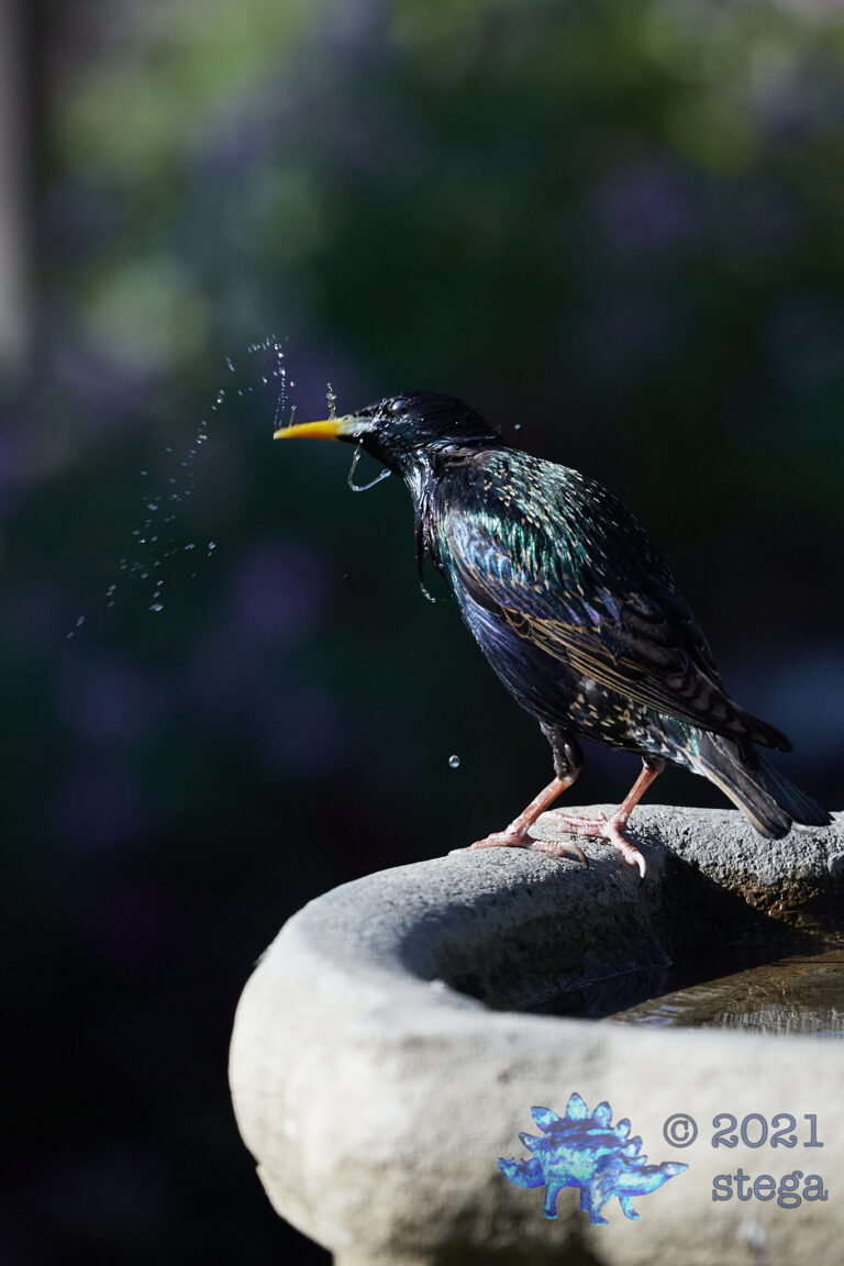 European Starling
