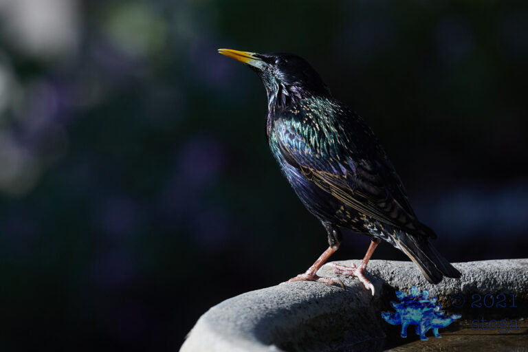 European Starling