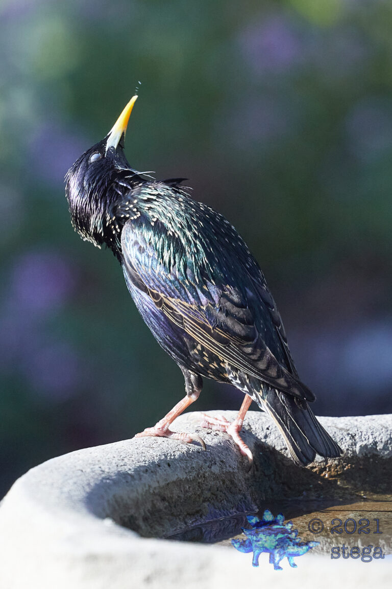 European Starling