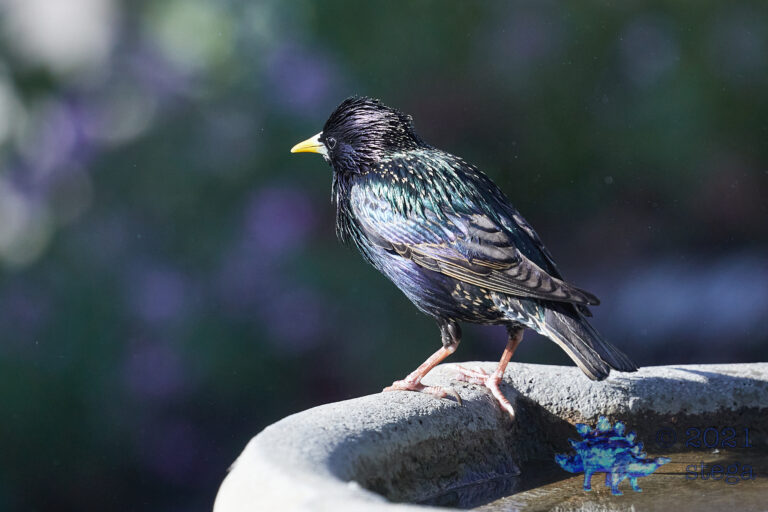 European Starling