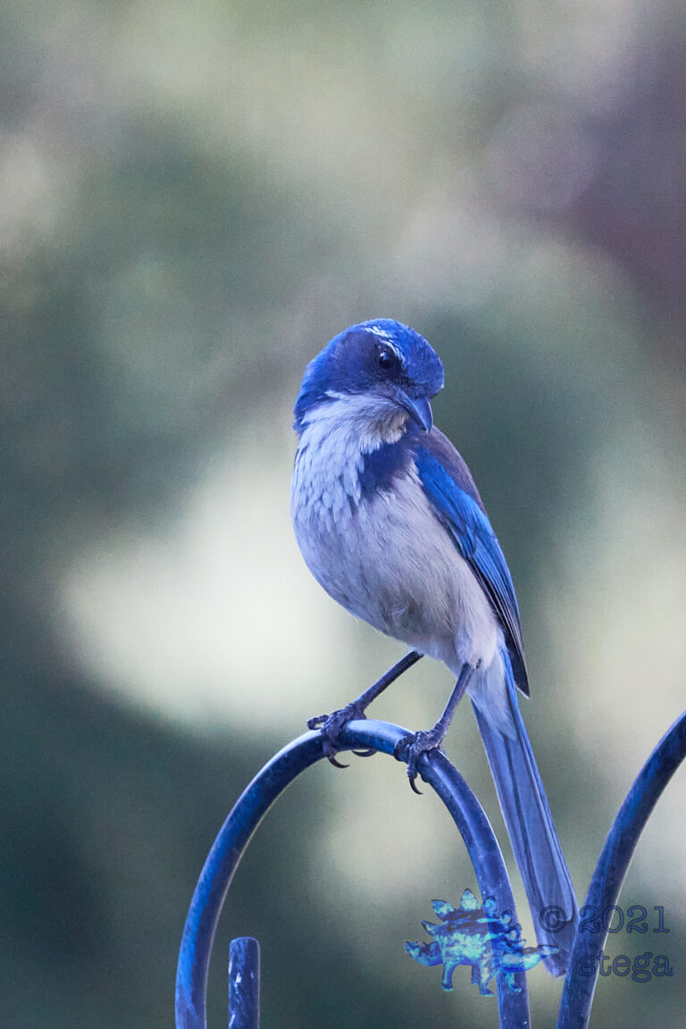 California Scrub Jay