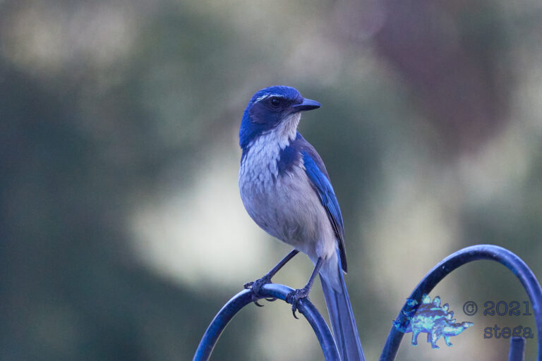 California Scrub Jay