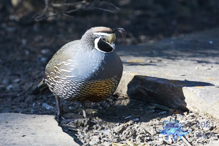 California Quail