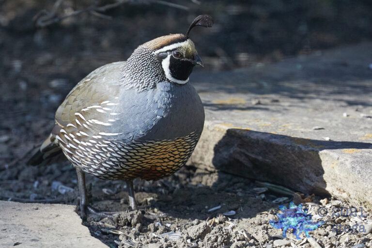 California Quail