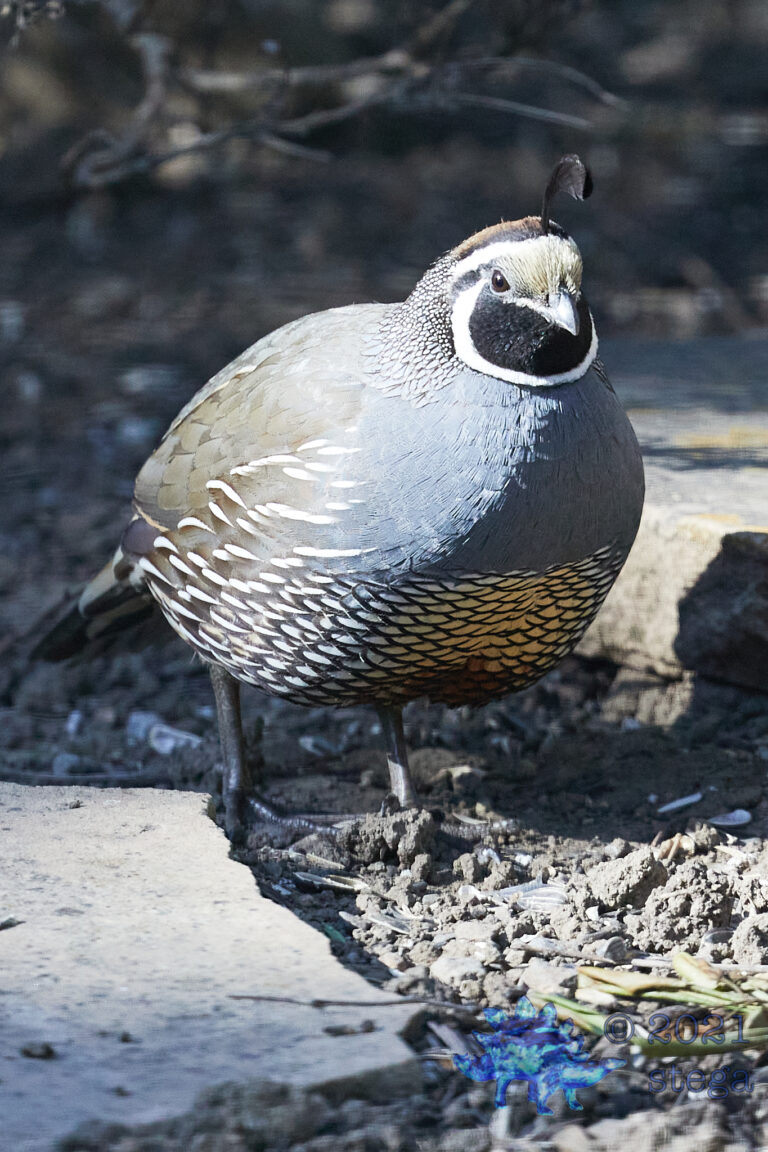 California Quail