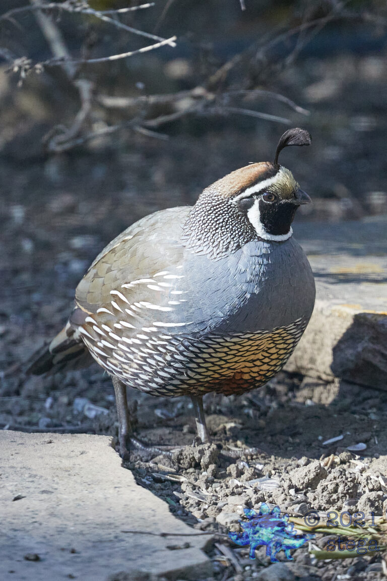 California Quail