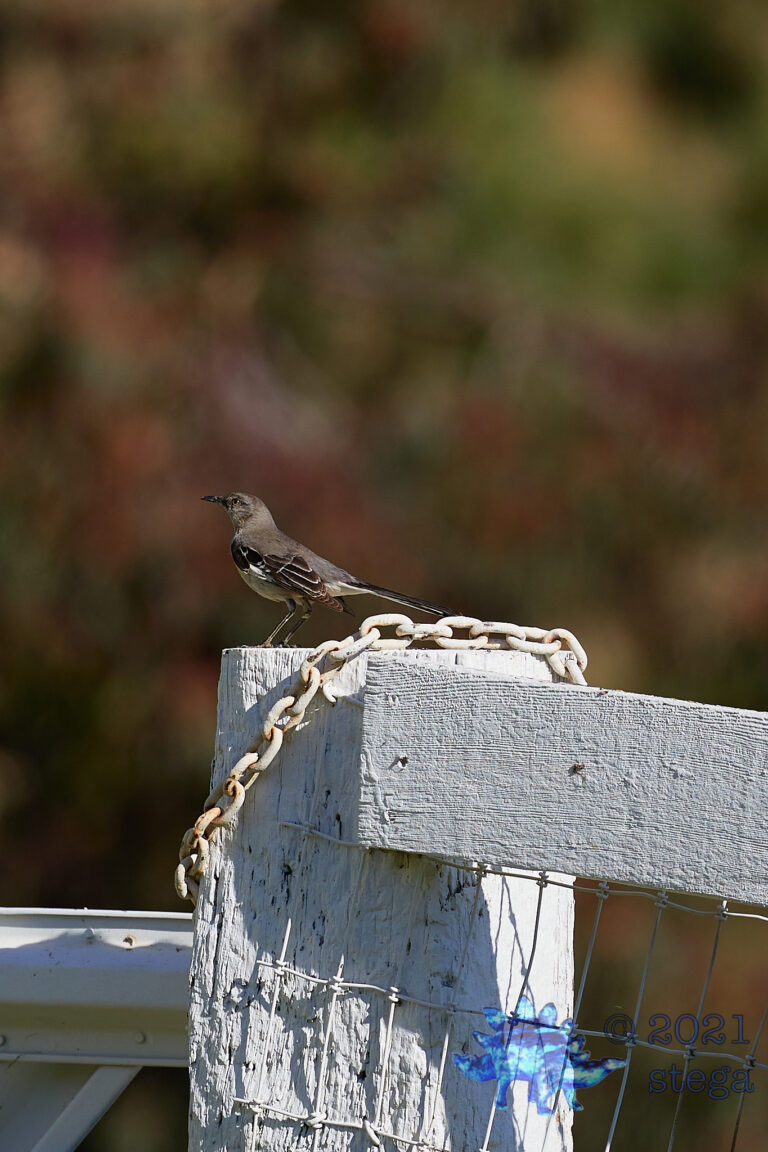 Northern Mockingbird