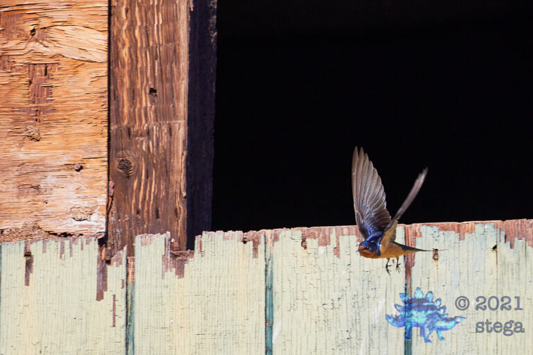 Barn Swallow