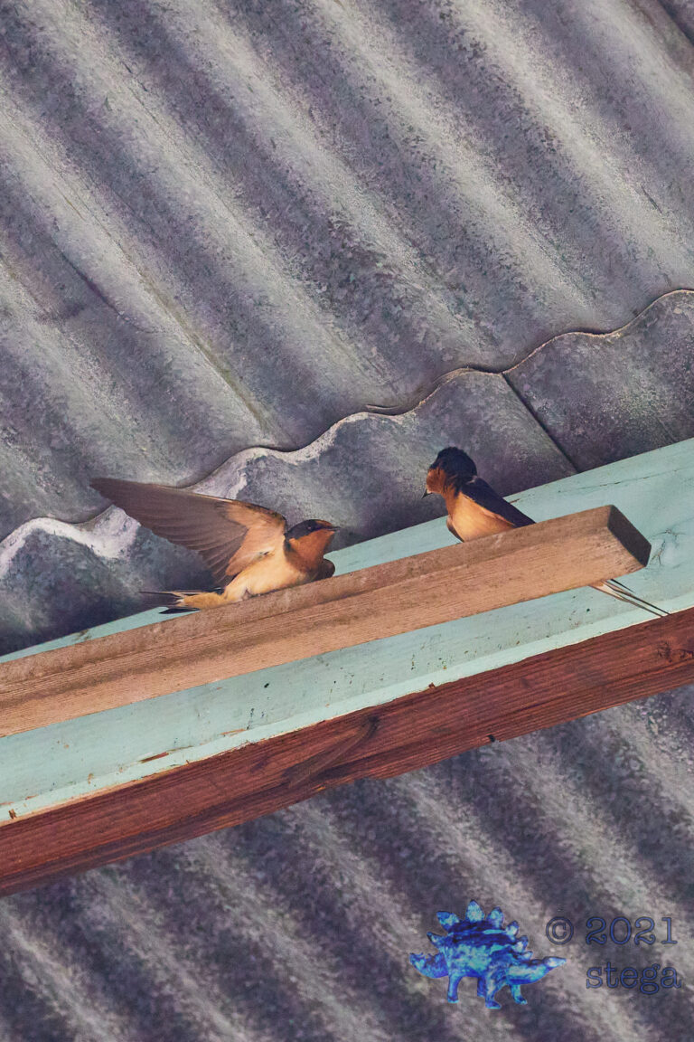 Barn Swallows