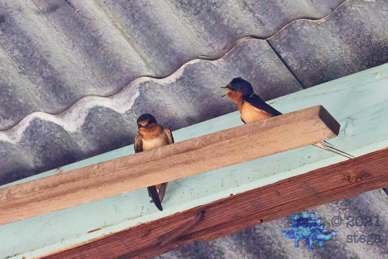 Barn Swallows