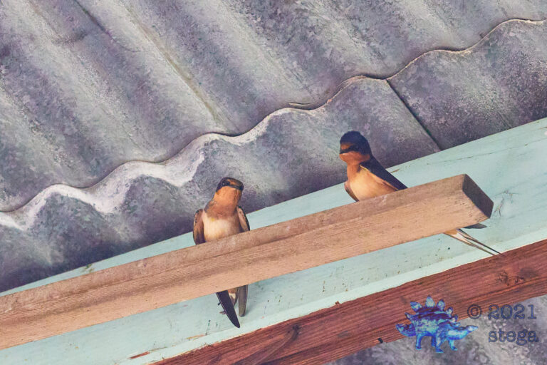 Barn Swallows