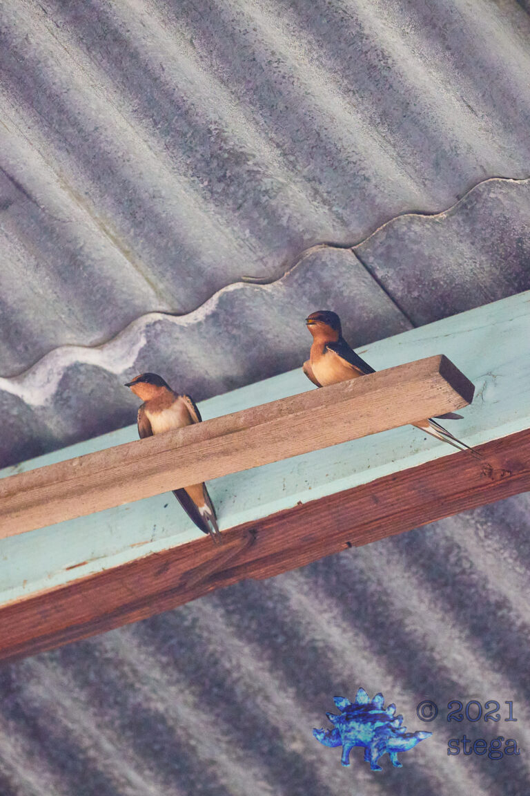 Barn Swallows