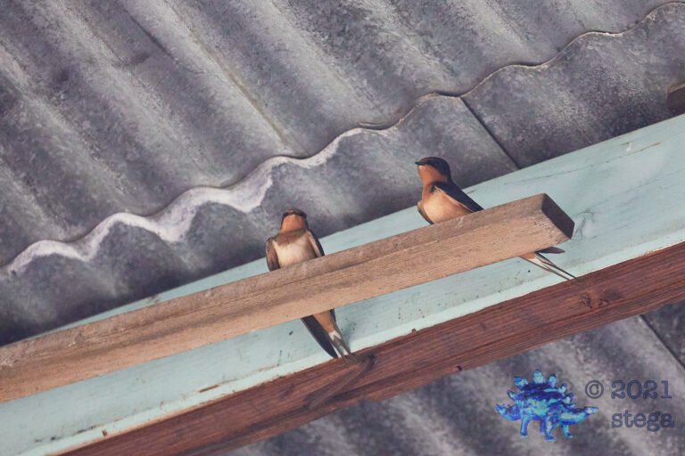 Barn Swallows