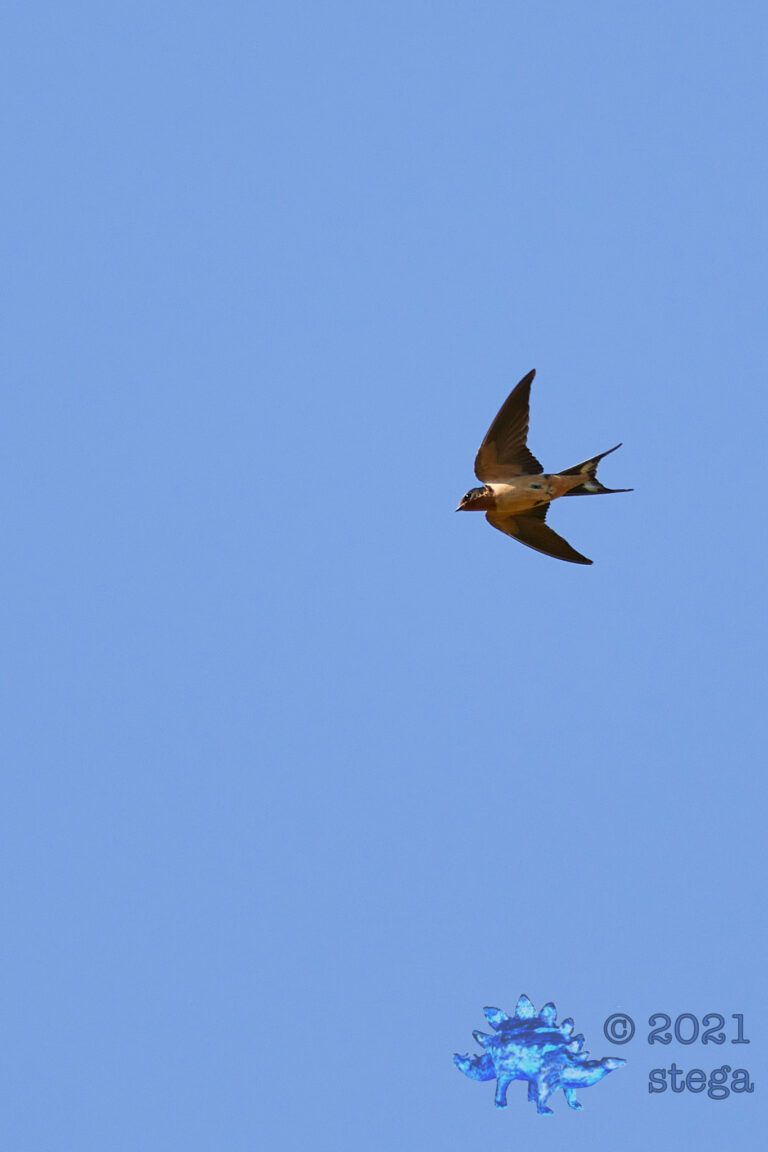 Barn Swallow