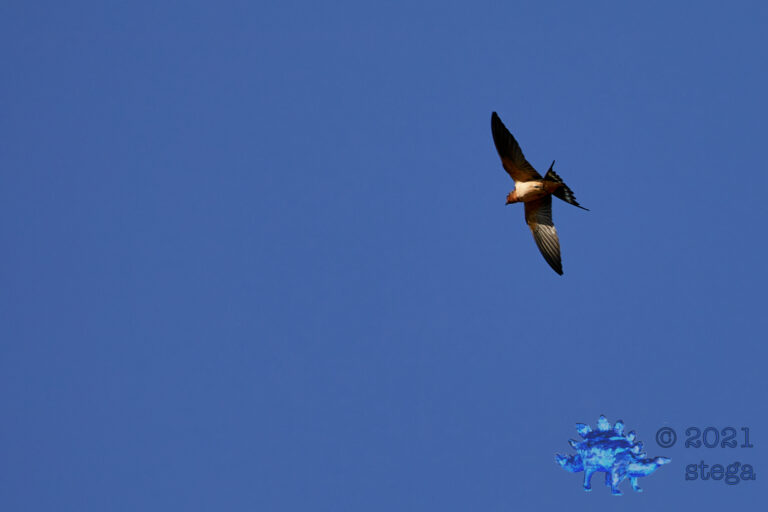 Barn Swallow
