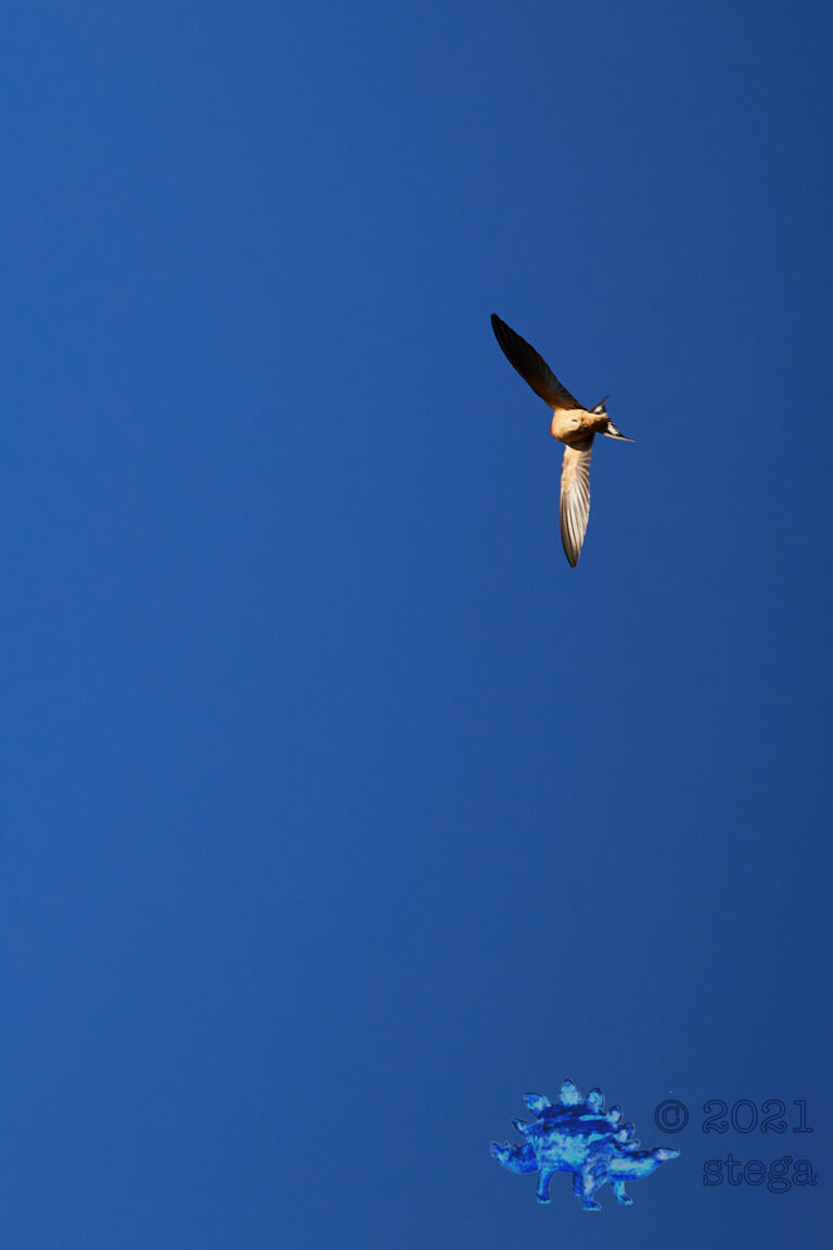 Barn Swallow