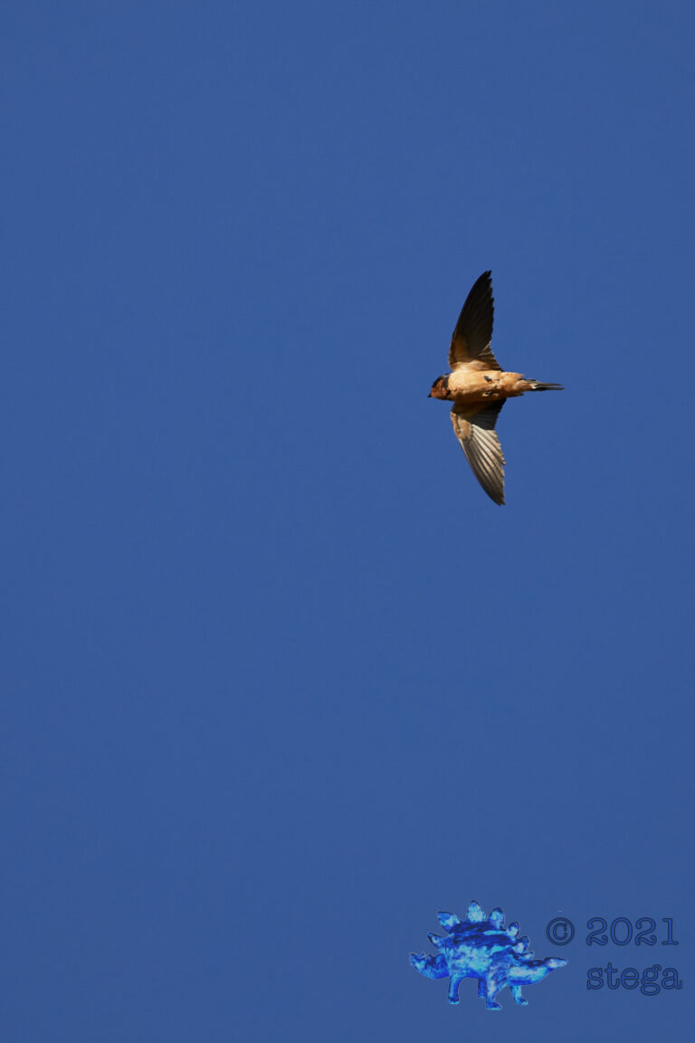 Barn Swallow