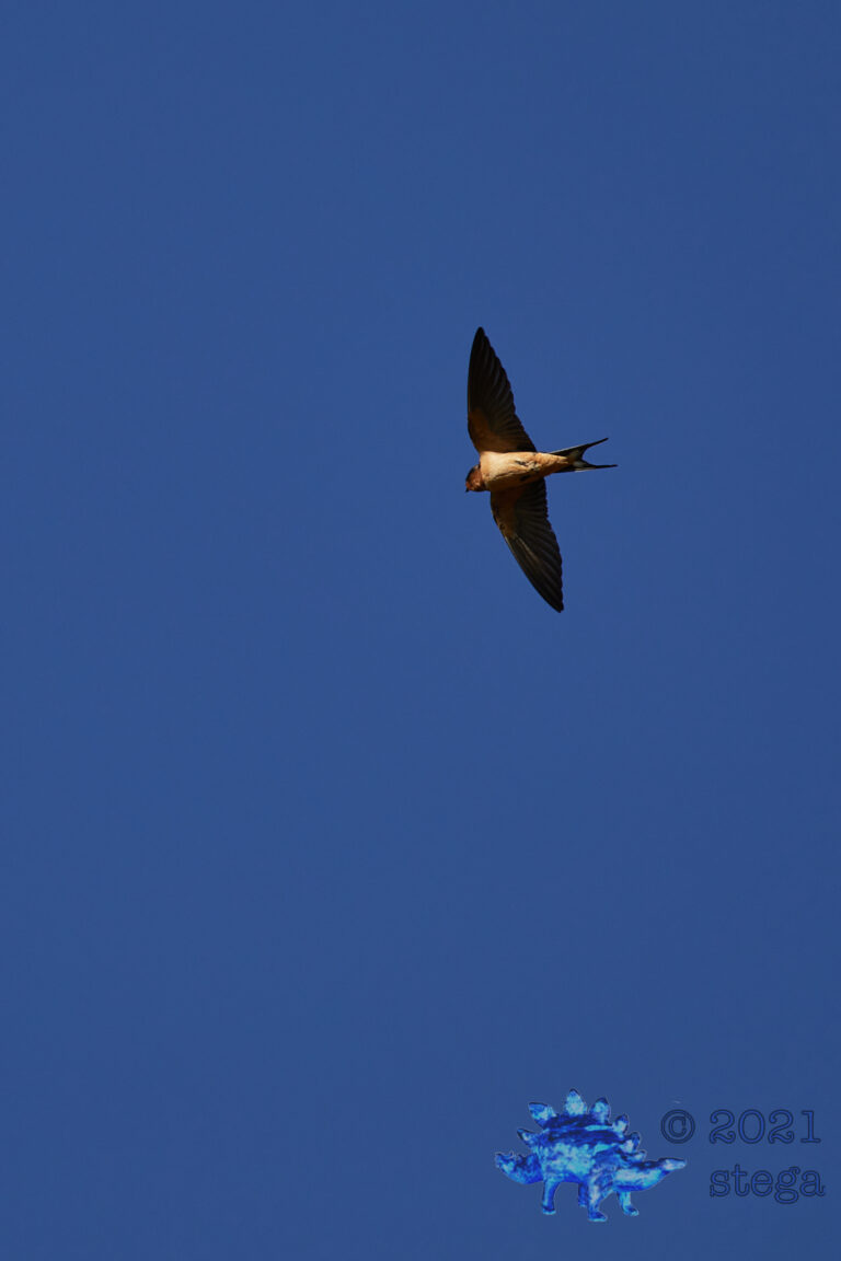 Barn Swallow