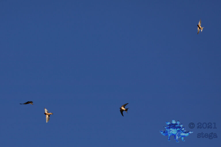 Barn Swallows
