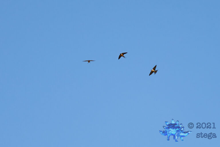 Barn Swallows